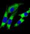 Major Histocompatibility Complex, Class II, DQ Alpha 1 antibody, M00232-2, Boster Biological Technology, Immunofluorescence image 