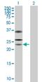 Ubiquitin Specific Peptidase 53 antibody, H00054532-B01P, Novus Biologicals, Western Blot image 