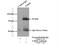 Threonyl-TRNA Synthetase 2, Mitochondrial antibody, 15067-1-AP, Proteintech Group, Immunoprecipitation image 