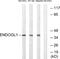 Nuclease EXOG, mitochondrial antibody, A30675, Boster Biological Technology, Western Blot image 