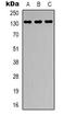 Caspase Recruitment Domain Family Member 11 antibody, LS-C368868, Lifespan Biosciences, Western Blot image 