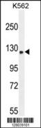 Transport And Golgi Organization 6 Homolog antibody, 55-568, ProSci, Western Blot image 