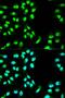 Minichromosome Maintenance Complex Component 3 antibody, orb48978, Biorbyt, Immunocytochemistry image 