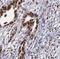 DIS3 Homolog, Exosome Endoribonuclease And 3'-5' Exoribonuclease antibody, FNab02394, FineTest, Immunohistochemistry frozen image 