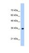 TRNA Selenocysteine 1 Associated Protein 1 antibody, NBP1-57445, Novus Biologicals, Western Blot image 