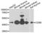 CD8b Molecule antibody, LS-C332464, Lifespan Biosciences, Western Blot image 