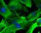 Spectrin Repeat Containing Nuclear Envelope Protein 1 antibody, NBP2-75679, Novus Biologicals, Immunofluorescence image 