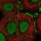 Gap Junction Protein Beta 4 antibody, NBP2-55398, Novus Biologicals, Immunofluorescence image 