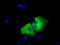 Transforming Acidic Coiled-Coil Containing Protein 3 antibody, TA501266, Origene, Immunofluorescence image 