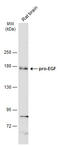 Epidermal Growth Factor antibody, GTX111099, GeneTex, Western Blot image 