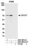 Cleavage Stimulation Factor Subunit 2 Tau Variant antibody, A301-487A, Bethyl Labs, Immunoprecipitation image 