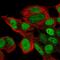 SIX Homeobox 6 antibody, HPA001403, Atlas Antibodies, Immunofluorescence image 