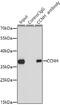 Cyclin H antibody, 13-361, ProSci, Immunoprecipitation image 