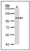 Toll Like Receptor 3 antibody, AP23628PU-N, Origene, Western Blot image 