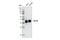 POU Class 5 Homeobox 1 antibody, 2890S, Cell Signaling Technology, Western Blot image 