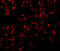 TNF Receptor Associated Factor 6 antibody, 3129, ProSci, Immunofluorescence image 