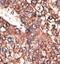 Leptin Receptor antibody, ab60042, Abcam, Immunohistochemistry paraffin image 