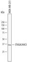 ST6 N-Acetylgalactosaminide Alpha-2,6-Sialyltransferase 5 antibody, MAB6715, R&D Systems, Western Blot image 