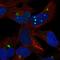 HERP1 antibody, HPA074851, Atlas Antibodies, Immunofluorescence image 