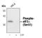 Eukaryotic translation initiation factor 2 subunit 1 antibody, MA5-15133, Invitrogen Antibodies, Western Blot image 