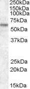 Transcription Factor Binding To IGHM Enhancer 3 antibody, GTX89882, GeneTex, Western Blot image 