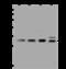 Proteasome Subunit Alpha 4 antibody, 200788-T36, Sino Biological, Western Blot image 