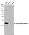 Hemoglobin Subunit Gamma 1 antibody, PA5-77998, Invitrogen Antibodies, Western Blot image 