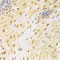 Apoptosis Inducing Factor Mitochondria Associated 1 antibody, LS-C332175, Lifespan Biosciences, Immunohistochemistry frozen image 