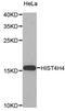 Histone Cluster 4 H4 antibody, MBS127462, MyBioSource, Western Blot image 