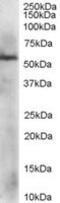 Protein Disulfide Isomerase Family A Member 3 antibody, MBS421355, MyBioSource, Western Blot image 