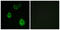 Olfactory Receptor Family 5 Subfamily H Member 6 (Gene/Pseudogene) antibody, GTX87632, GeneTex, Immunofluorescence image 