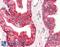 Transforming Growth Factor Beta 2 antibody, LS-B10660, Lifespan Biosciences, Immunohistochemistry paraffin image 