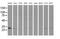 Adenylate Kinase 3 antibody, MA5-25266, Invitrogen Antibodies, Western Blot image 