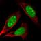 TAF9 antibody, HPA034935, Atlas Antibodies, Immunofluorescence image 