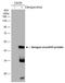 Dengue virus antibody, GTX124280-02, GeneTex, Western Blot image 