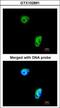 Tousled Like Kinase 1 antibody, GTX102891, GeneTex, Immunofluorescence image 