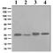 Hypoxanthine Phosphoribosyltransferase 1 antibody, ab109021, Abcam, Western Blot image 