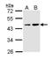 Protein Dom3Z antibody, NBP1-33509, Novus Biologicals, Western Blot image 