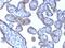 Perilipin 2 antibody, GTX34397, GeneTex, Immunohistochemistry paraffin image 