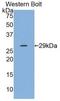 Interleukin 12A antibody, LS-C298737, Lifespan Biosciences, Western Blot image 