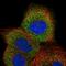 GTP Binding Protein 2 antibody, NBP1-85924, Novus Biologicals, Immunofluorescence image 