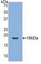 Thrombomodulin antibody, LS-C296610, Lifespan Biosciences, Western Blot image 