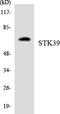 Serine/Threonine Kinase 39 antibody, LS-C200733, Lifespan Biosciences, Western Blot image 