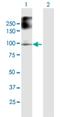 FA Complementation Group B antibody, H00002187-B01P, Novus Biologicals, Western Blot image 