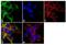 Sodium Channel Epithelial 1 Alpha Subunit antibody, NB100-74357, Novus Biologicals, Immunofluorescence image 