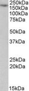 Myosin VA antibody, MBS422444, MyBioSource, Western Blot image 