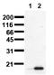 p53 antibody, AM00101PU-N, Origene, Western Blot image 