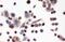 Isocitrate Dehydrogenase (NADP(+)) 2, Mitochondrial antibody, PB9602, Boster Biological Technology, Immunocytochemistry image 