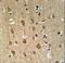 Ectonucleotide Pyrophosphatase/Phosphodiesterase 6 antibody, LS-C167767, Lifespan Biosciences, Immunohistochemistry frozen image 