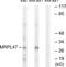 Mitochondrial Ribosomal Protein L47 antibody, TA315648, Origene, Western Blot image 